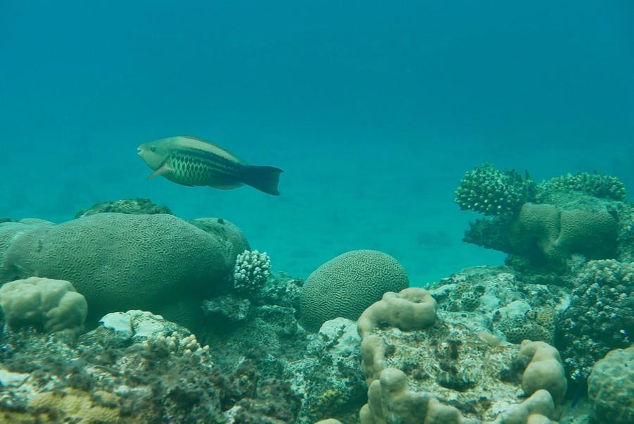 Poissons de la Mer Rouge + ajouts Perroq10