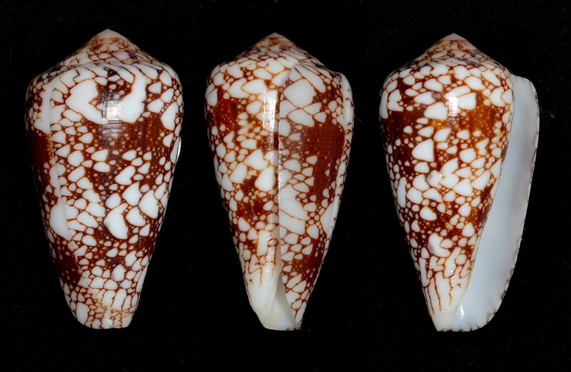 Conus (Darioconus) episcopus marmoricolor   Melvill, 1900 Pennac11