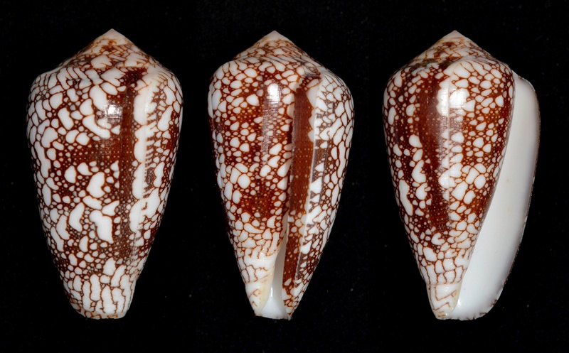 Conus (Darioconus) episcopus marmoricolor   Melvill, 1900 Pennac12