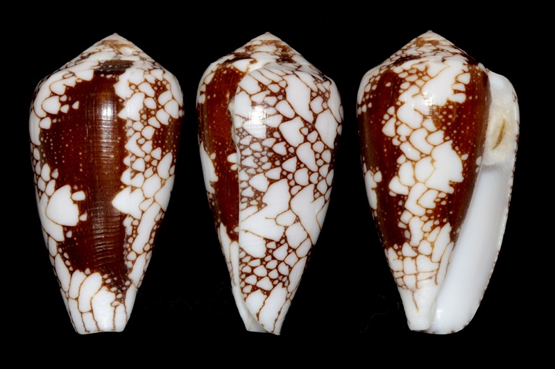 Conus (Darioconus) episcopus marmoricolor   Melvill, 1900 Pennac13