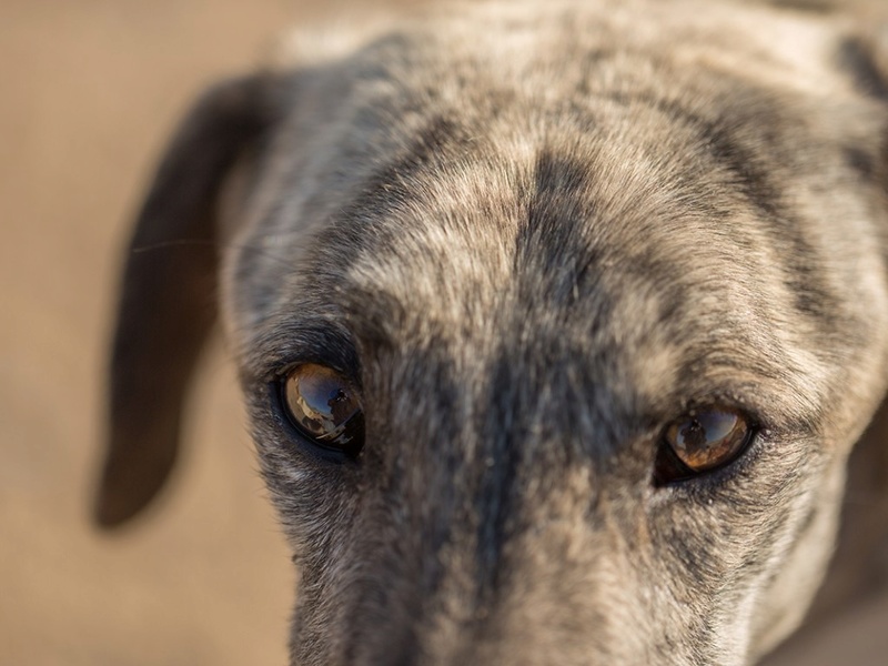 Laiser, galgo bringé de 2 ans 2laise10