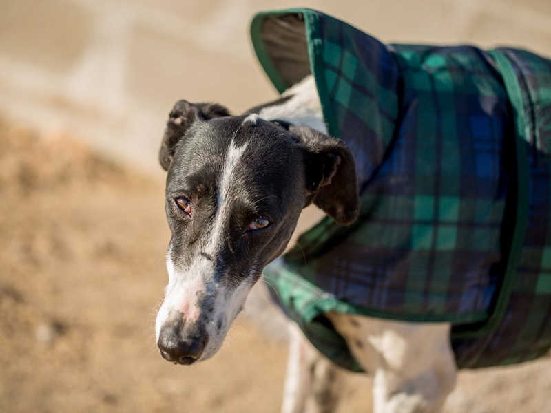 Chiry, galgo noir et blanc de 3 ans Chiry310