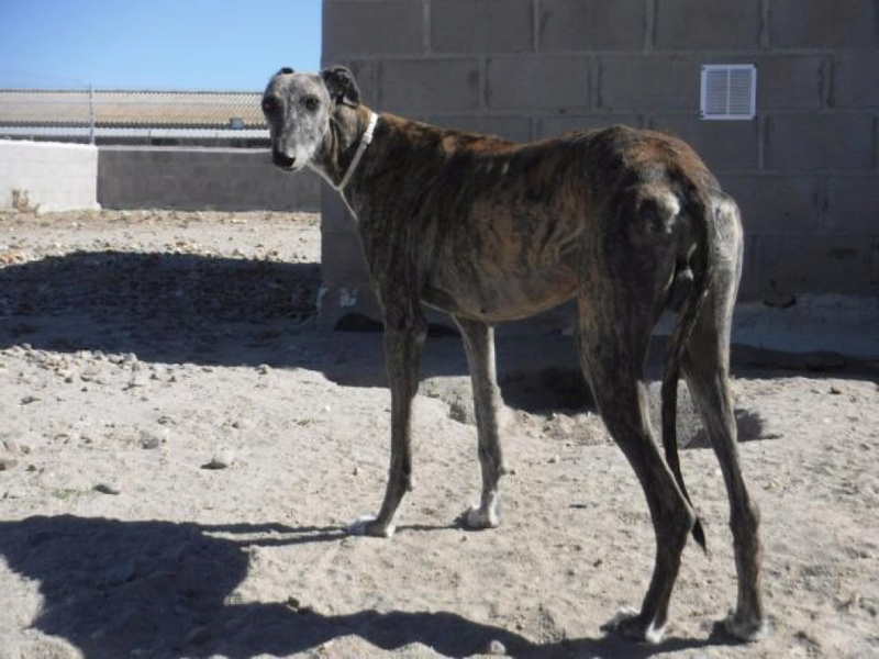 Comas, galgo bringé de 4 ans K640_d16