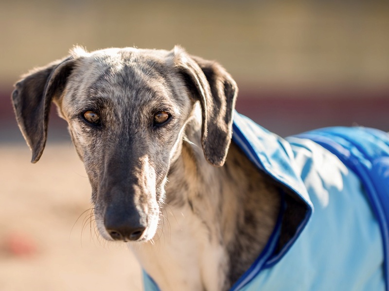 Laiser, galgo bringé de 2 ans Laiser10