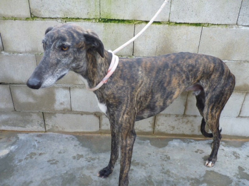 Gabancho, galgo bringé de 3 ans P1400311