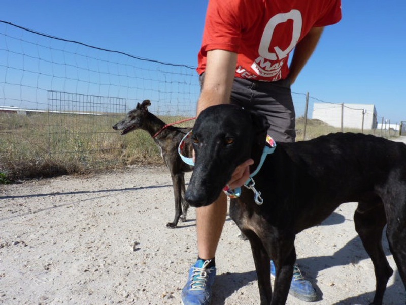 Jacke, galgo noir de 2 ans P1500511