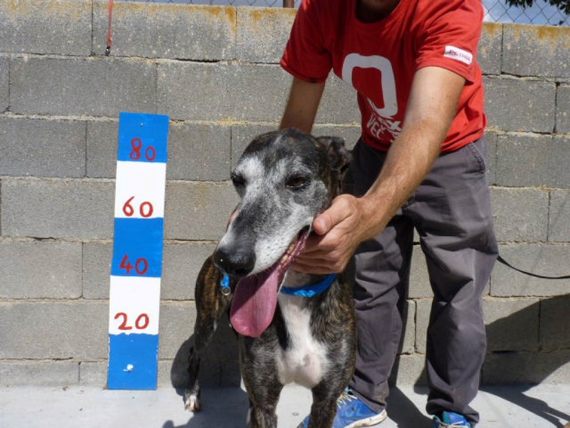 Punky, galgo bringé de 3 ans P1500812