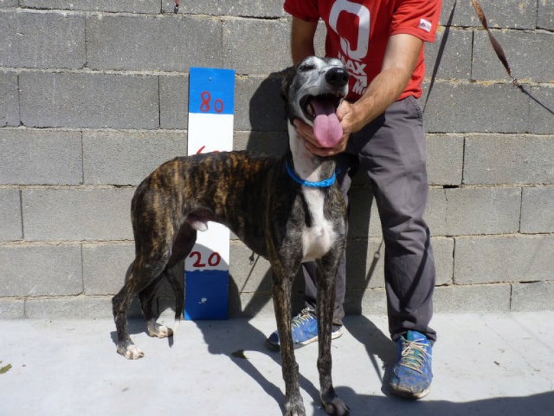 Punky, galgo bringé de 3 ans P1500813