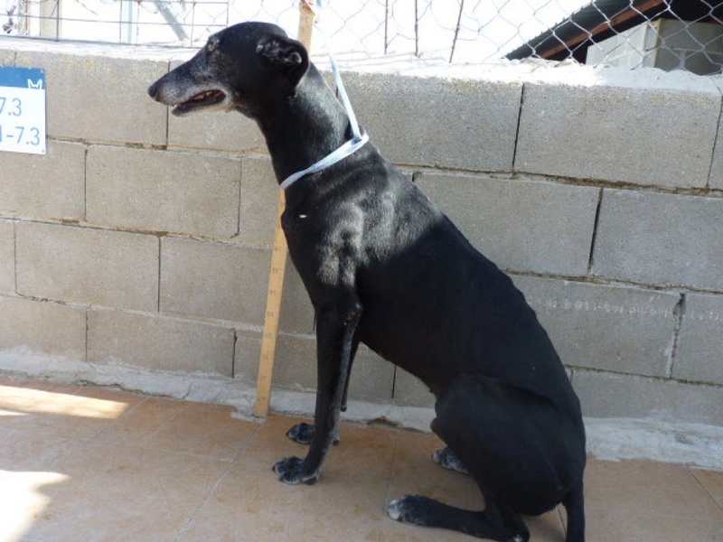 Zick, galgo noir de 4 ans P1510612