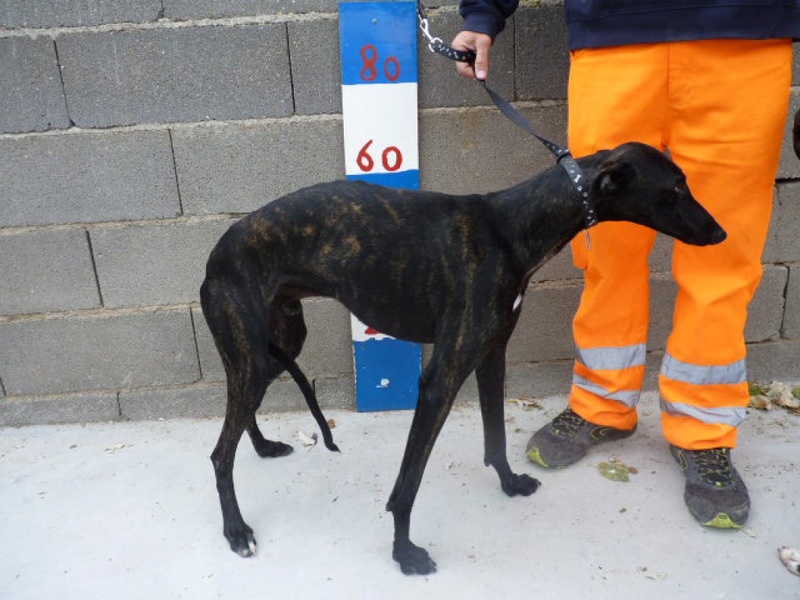 Bond, galgo noir bringé de 1 an 1/2 P1510810