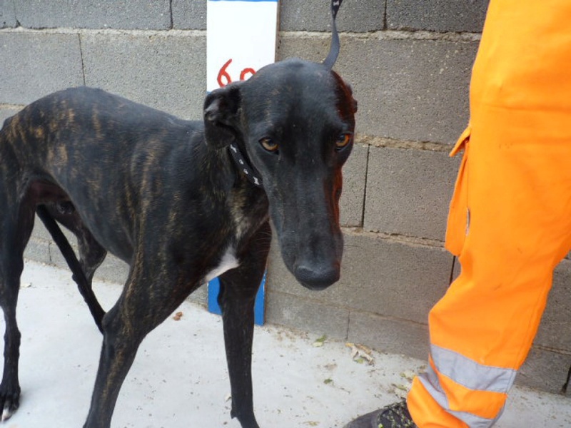 Bond, galgo noir bringé de 1 an 1/2 P1510812