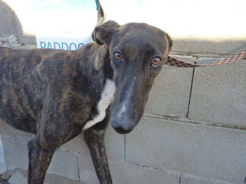 Pinki, galga bringée de 2 ans P1520212