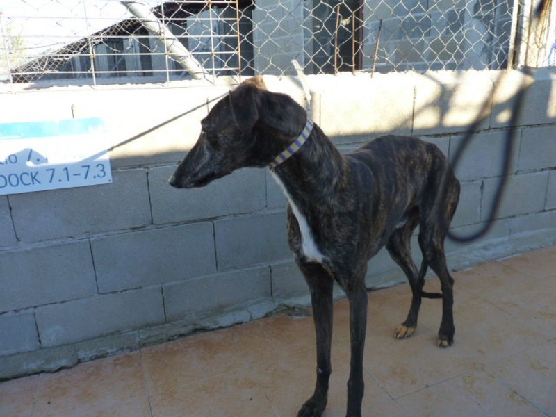 Maxi, galgo bringé de 4 ans 1/2, OK chats P1520412