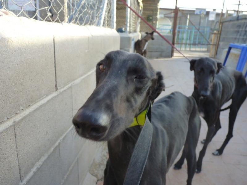 Slash, galgo noir de 5 ans 1/2 P1520513