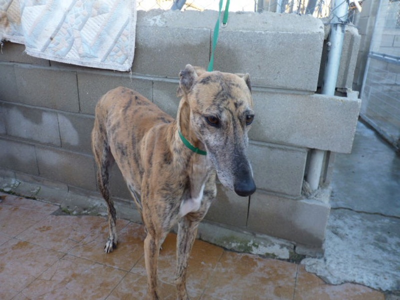 Akela, galgo bringé de 6 ans P1520710