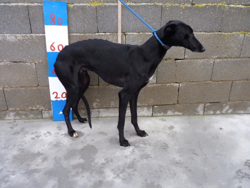 Moro, galgo noir de 2 ans Adopté P1540120