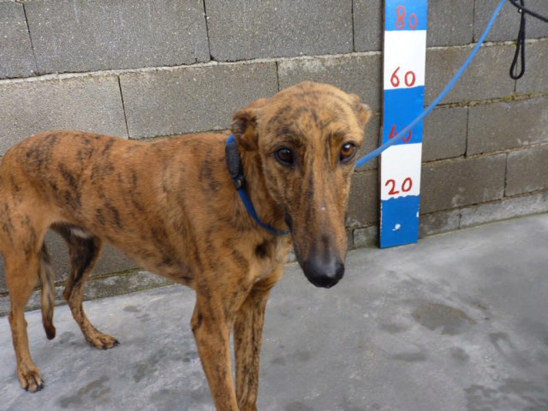 Piña, galgo bringé de 2 ans 1/2 P1540123