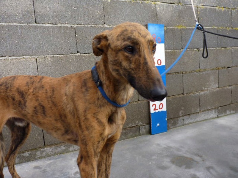 Piña, galgo bringé de 2 ans 1/2 P1540124