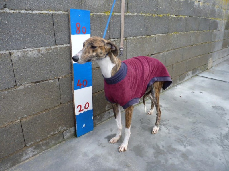 Shedon, galgo bringé et blanc de 4 ans 1/2 P1540130