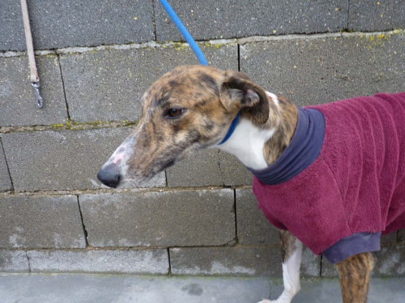 Shedon, galgo bringé et blanc de 4 ans 1/2 P1540132