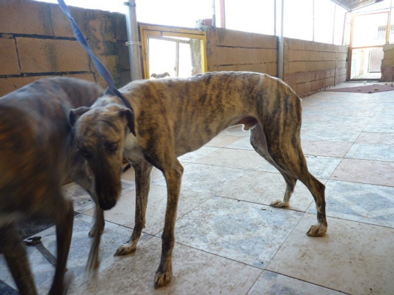 Laiser, galgo bringé de 2 ans P1540916