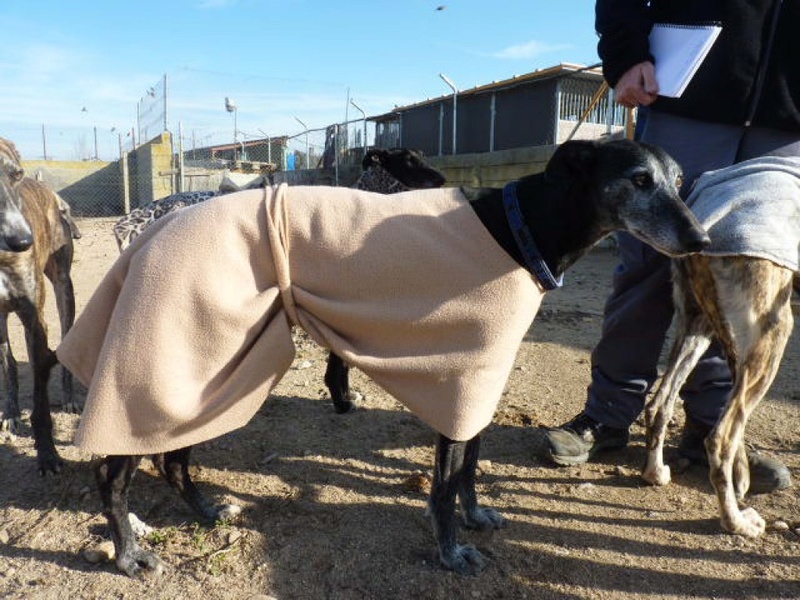 Moro, galgo noir de 5 ans 1/2 P1540918