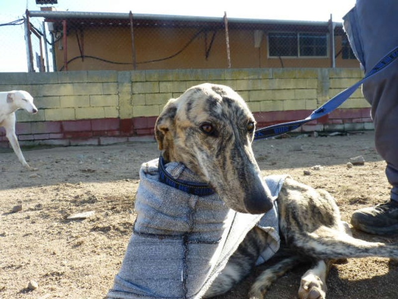 Yasi, galgo bringé de 2 ans 1/2 P1540923