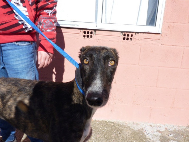 Rita, galga bringée de 2 ans P1550015