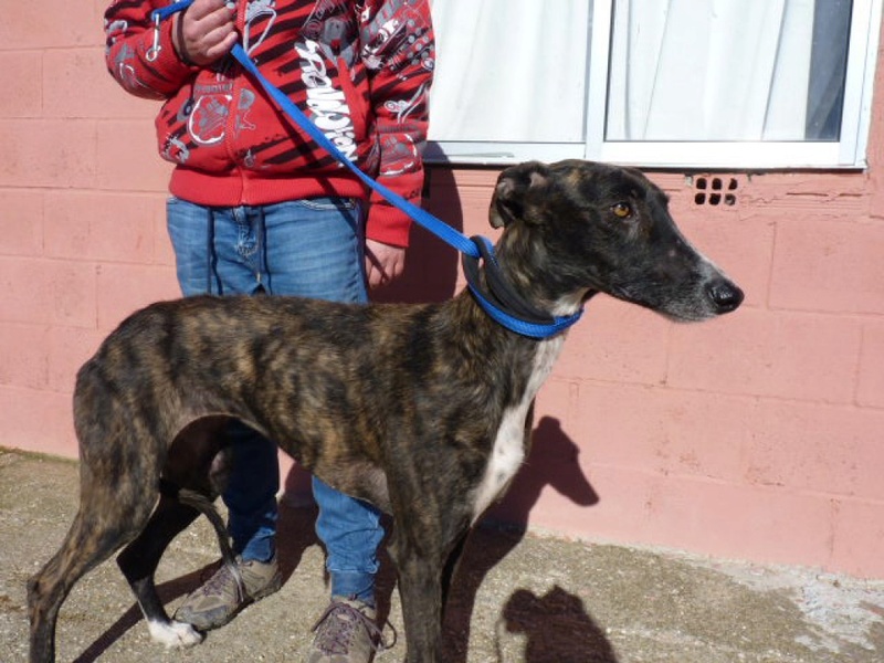 Rita, galga bringée de 2 ans P1550017