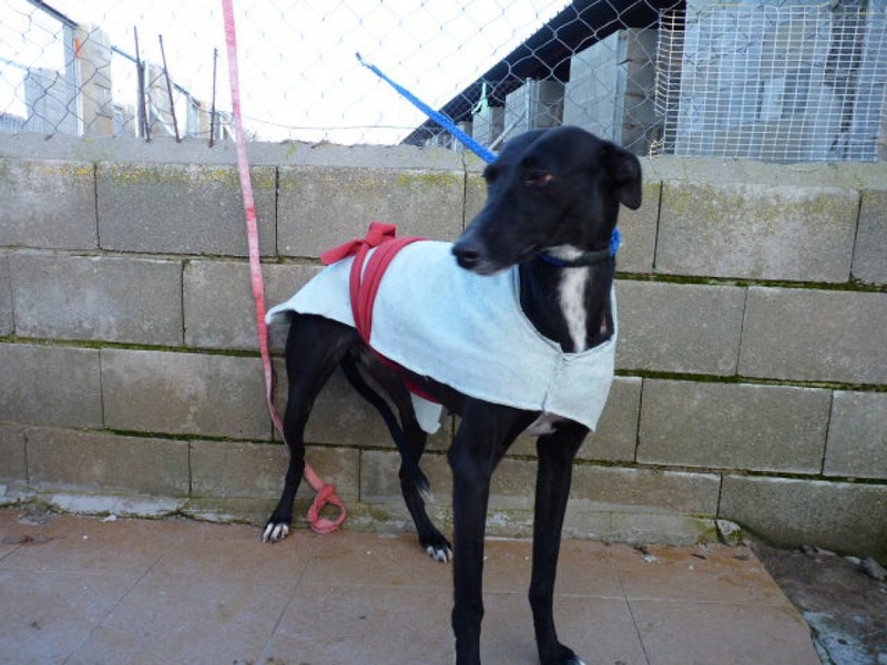 Tzuri, galga noire de 3 ans P1550121