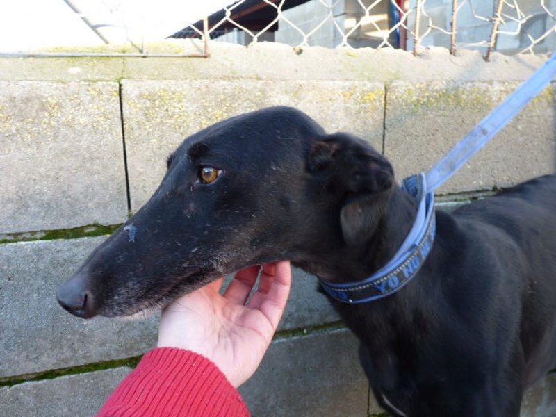 Vaneta, galga noire de 3 ans P1550125