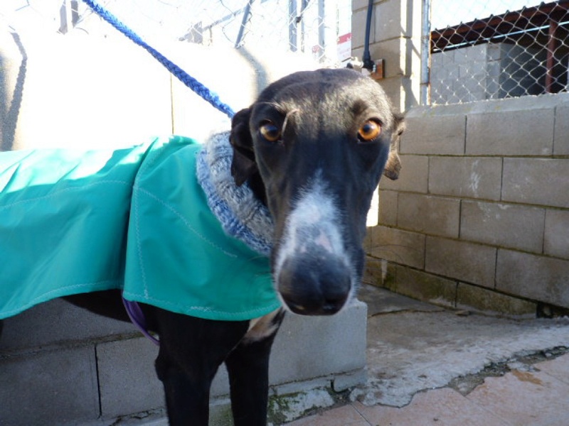 Precioso, galgo noir de 3 ans P1550315