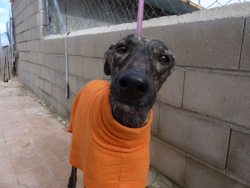 Lila, galga bringée de 4 ans P1550412