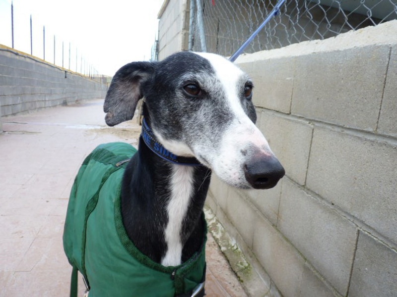 Marian, galgo noir et blanc de 3 ans P1550419