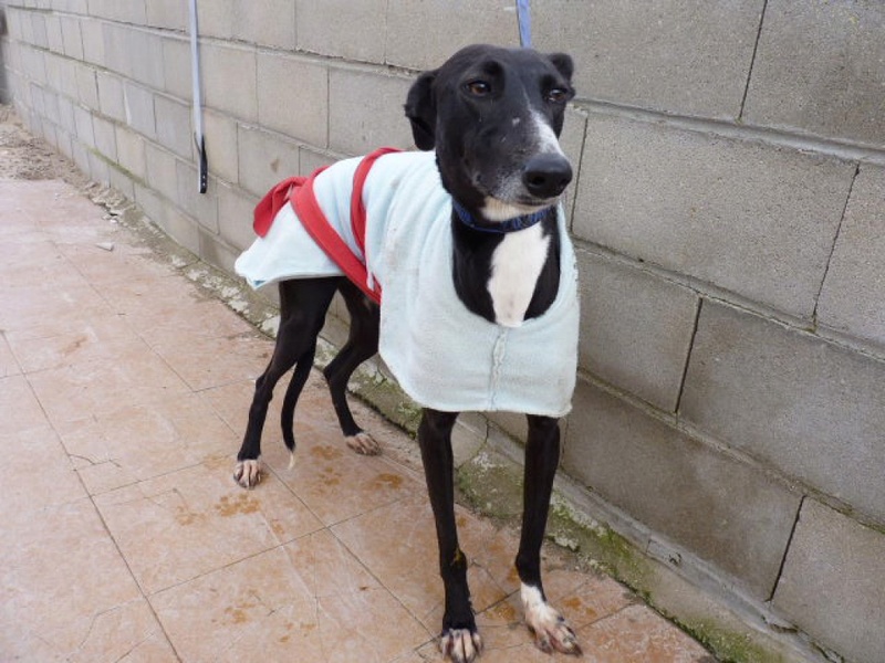 Rosa, galga noire de 4 ans P1550424