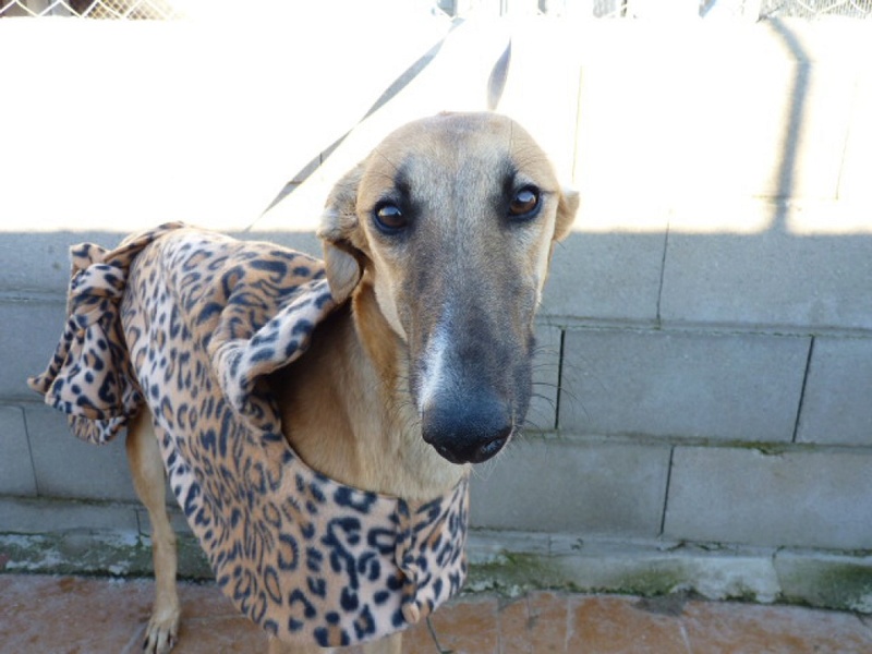 Sereno, galgo beige de 2 ans P1550427