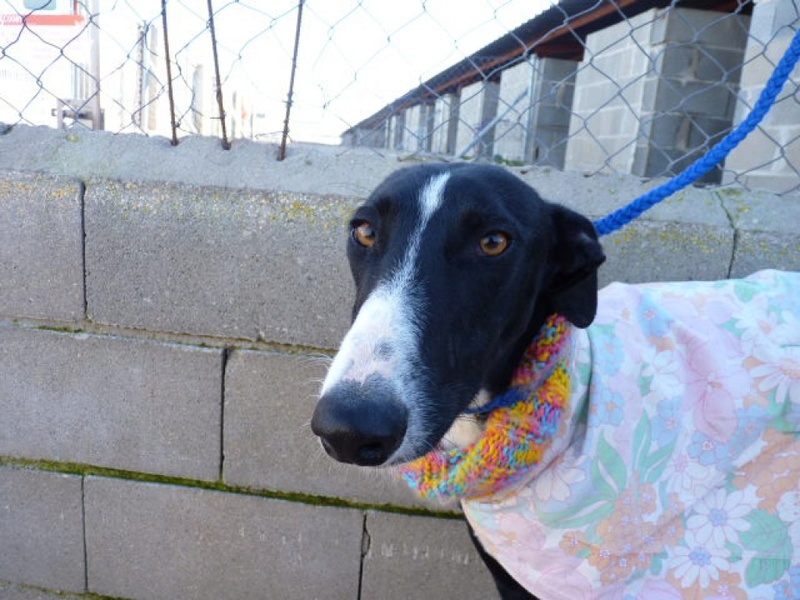 Gandhi, galgo noir de 2 ans P1550513