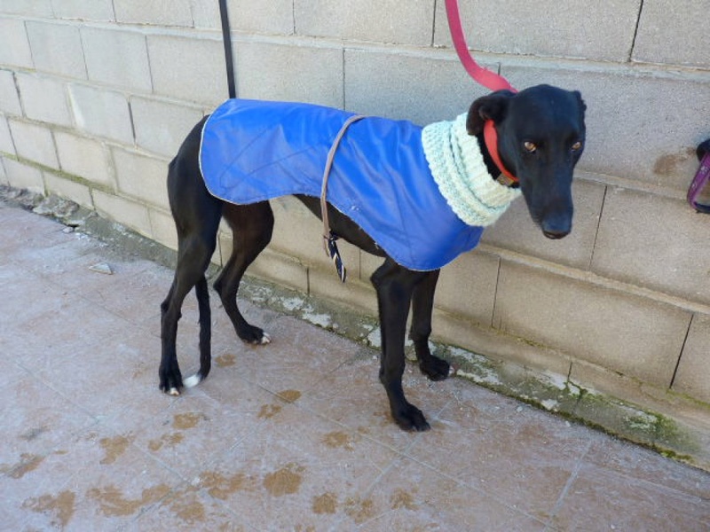 Yamcha, galgo noir de 2 ans P1550531