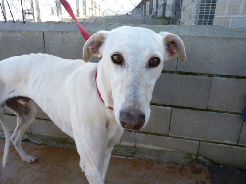 Zar, galgo blanc de 5 ans 1/2 P1550534