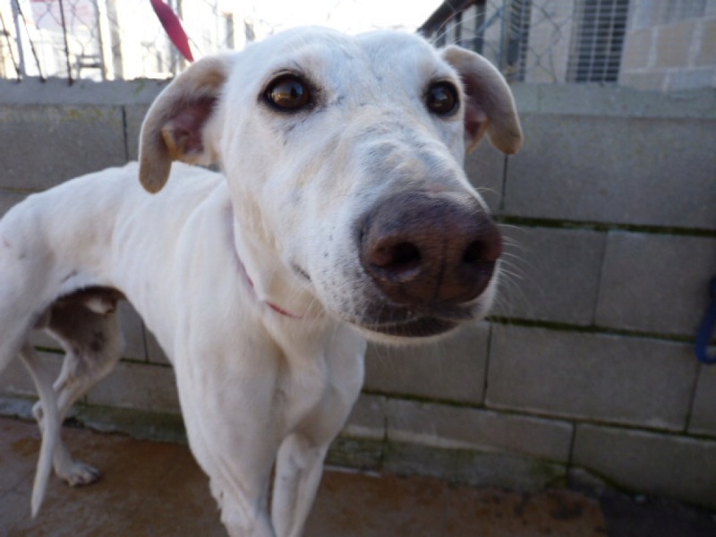 Zar, galgo blanc de 5 ans 1/2 P1550535