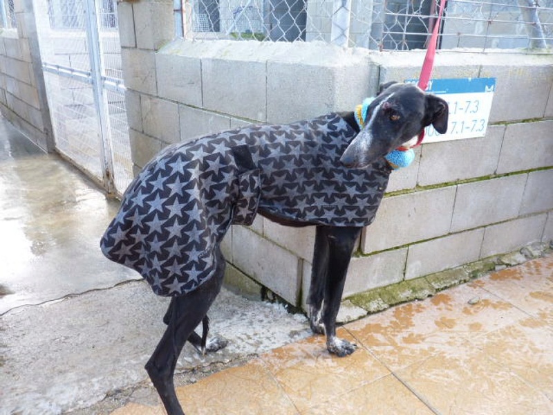 Eduardo, galgo noir de 2 ans P1550621