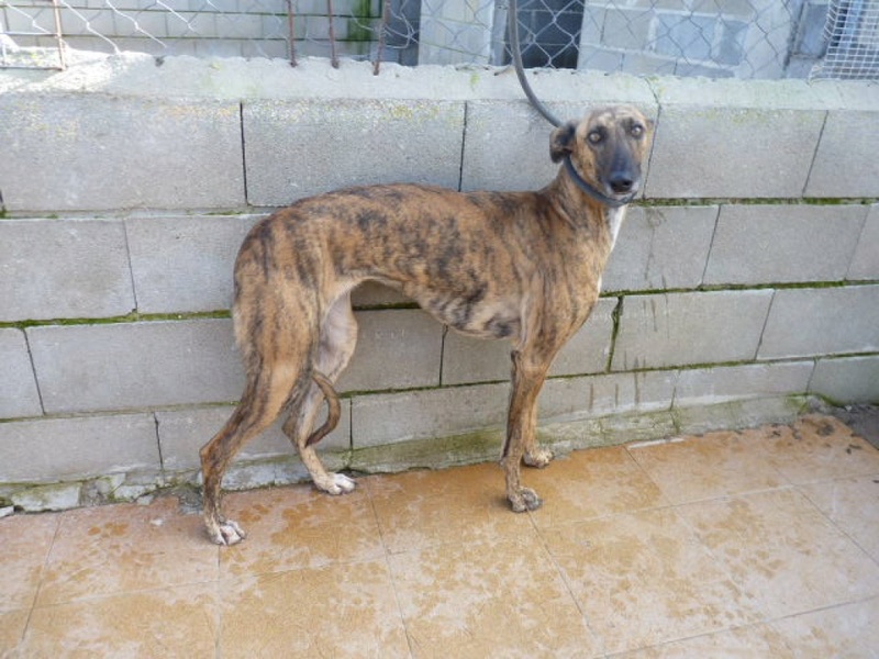 Magic, galga bringée de 4 ans P1550626