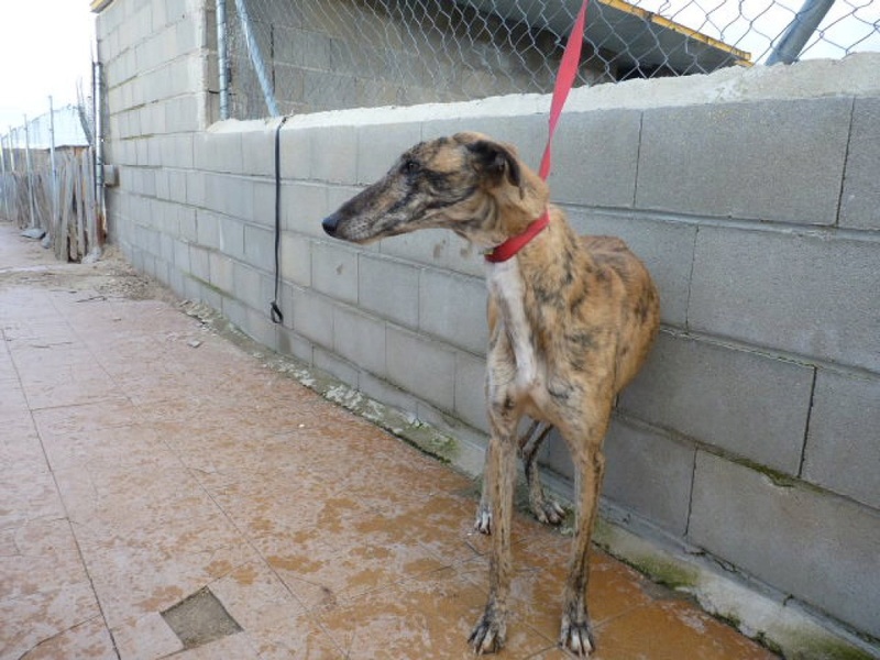 Sindy, galga bringée de 4 ans P1550634