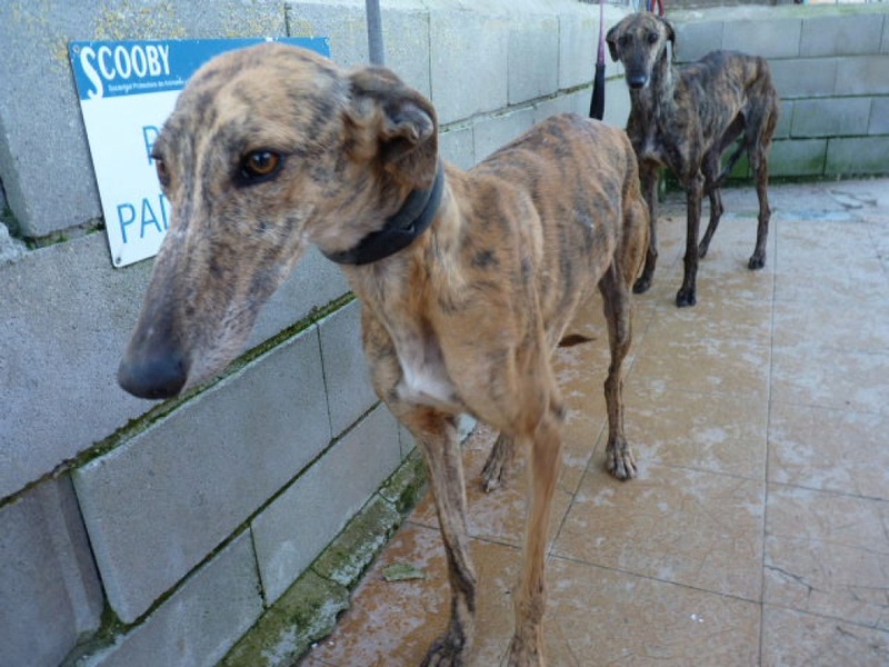 Mona, galga bringée de 3 ans P1550711