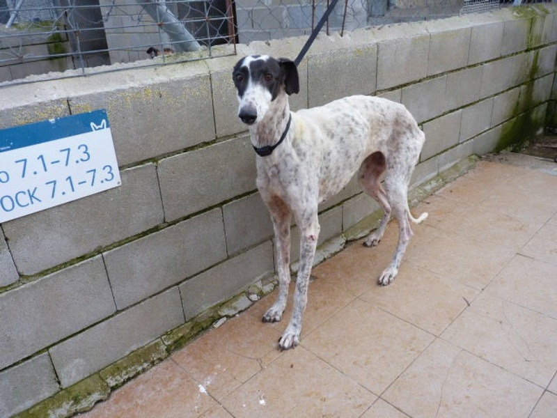 Anxos, galga noire et blanche de 4 ans P1550812