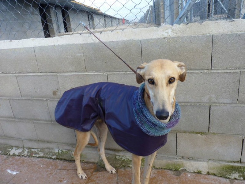 Vangogh, galgo miel de 3 ans 1/2 P1550818