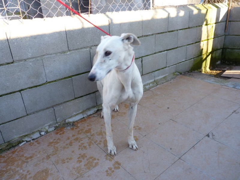 Paloma, galga beige clair de 7 ans P1550910