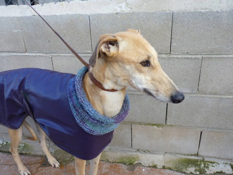 Vangogh, galgo miel de 3 ans 1/2 P1550913