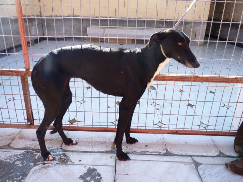 Estrella, galga noire de 3 ans P1560011