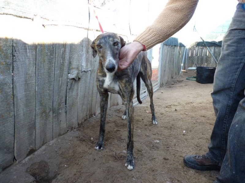 Brandy, galga bringée de 2 ans P1560110